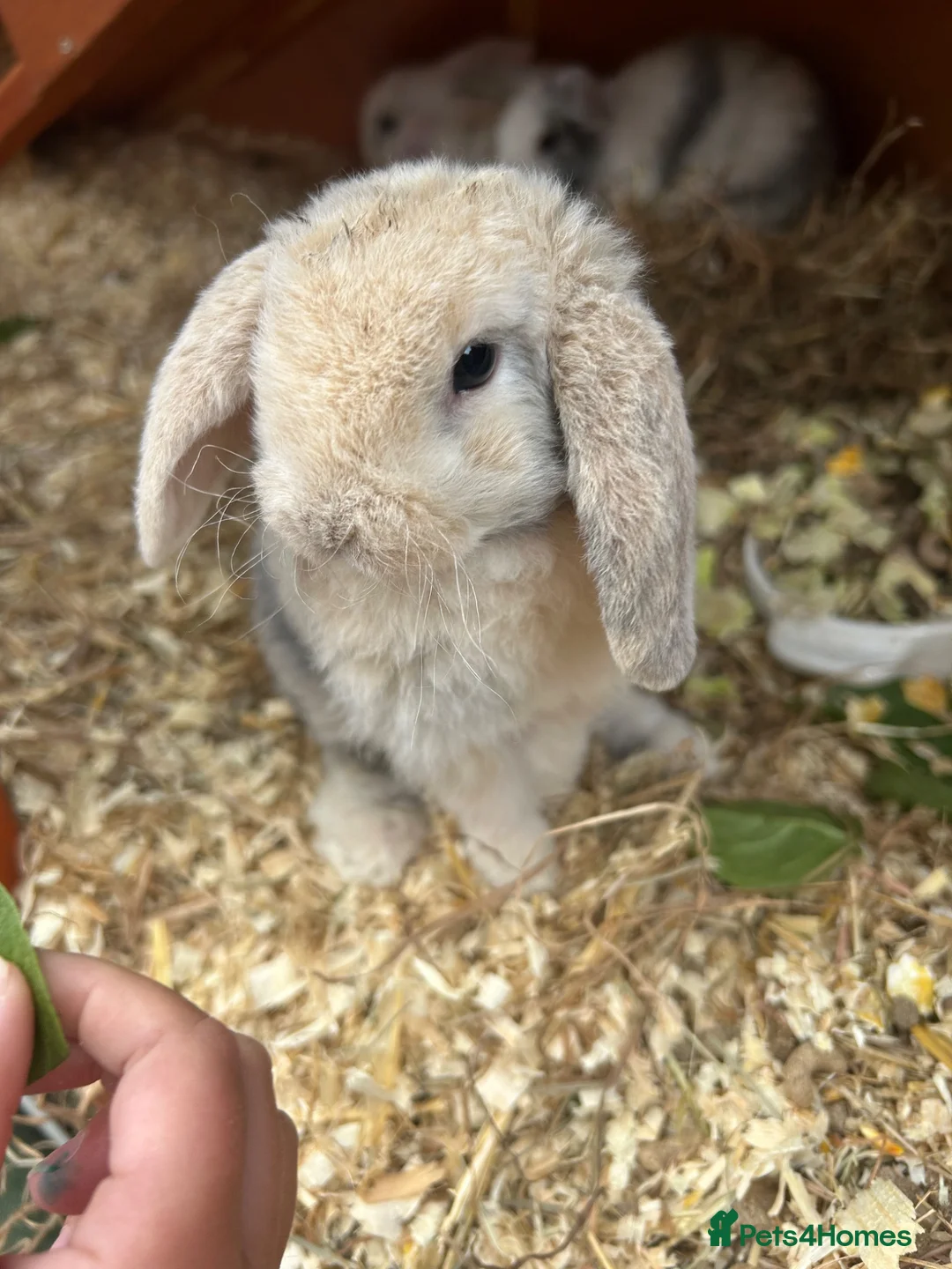 Mini Lop rabbits for sale: Five Baby Mini Lops - Advert 1