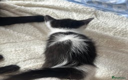 Domestic Shorthair cats for sale: 3 kittens for sale. 2 boys one girl - Image 4