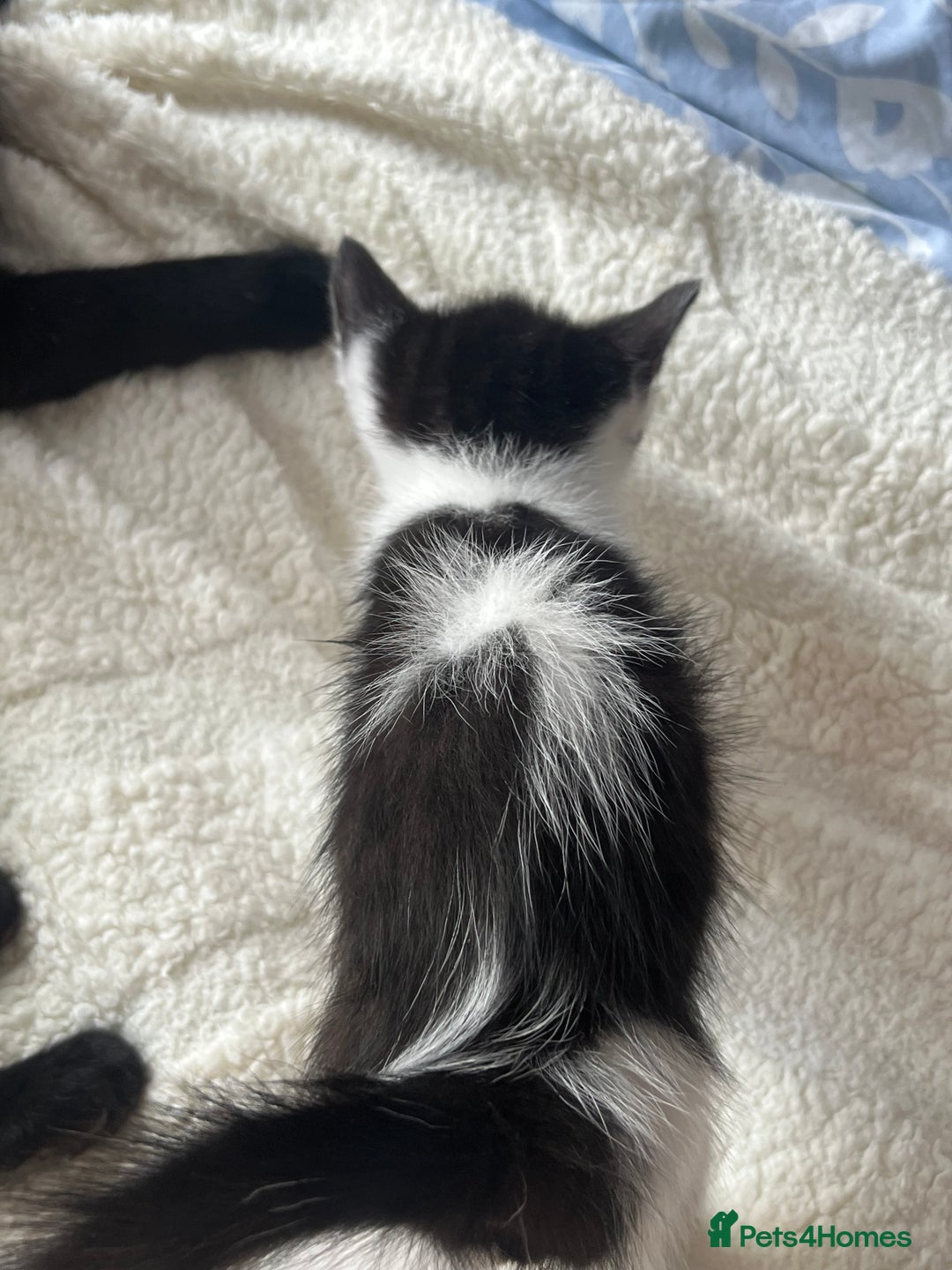 Domestic Shorthair cats for sale: 3 kittens for sale. 2 boys one girl - Image 4