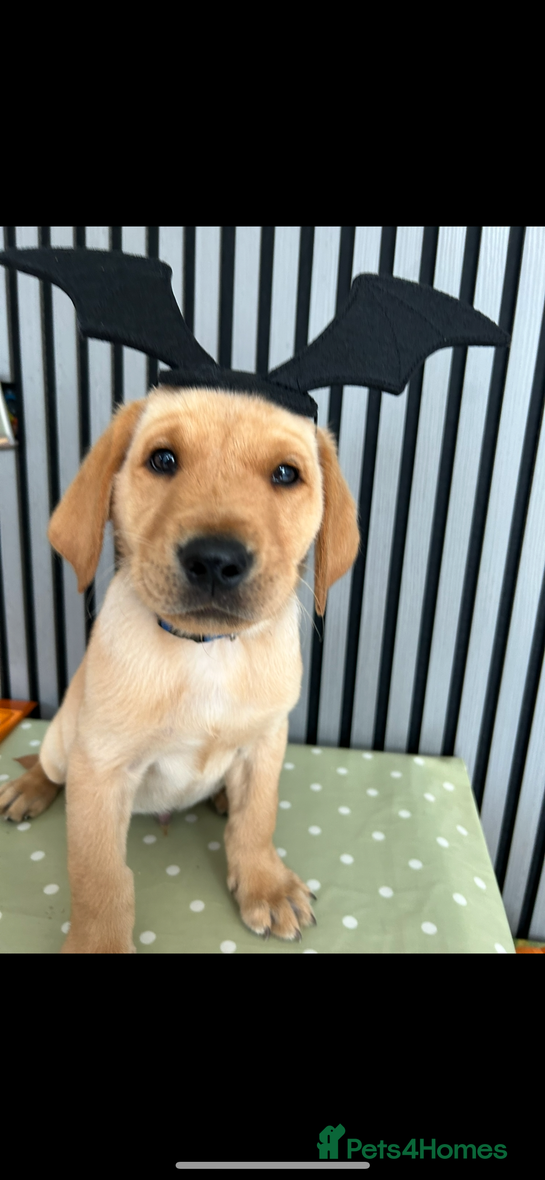 Labrador Retriever dogs for sale: Ready Now Beautiful Boy Labrador Puppies  - Image 4