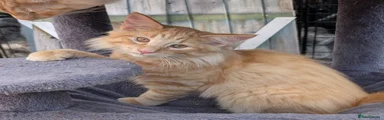 Norwegian Forest Cat Kitten 2