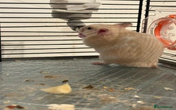 Hamster rodents for sale: Baby hamsters for sale - Image 5