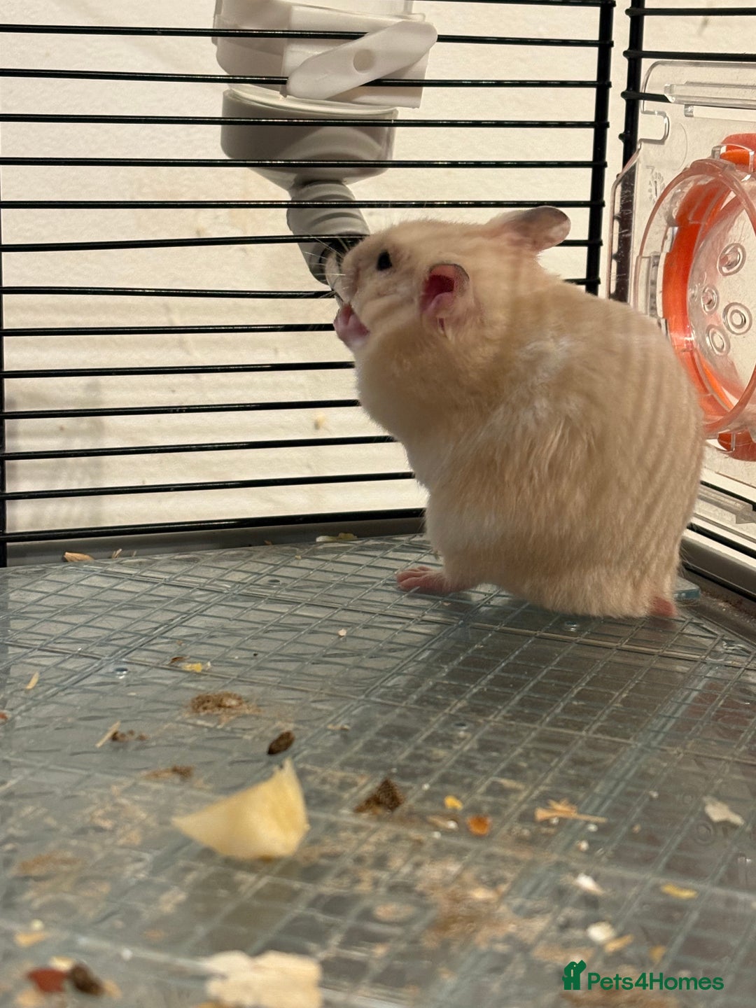 Hamster rodents for sale: Baby hamsters for sale - Image 5