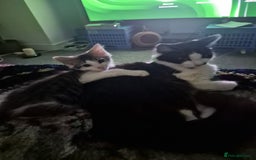 Mixed Breed cats for sale: Selling kitten - Advert 2