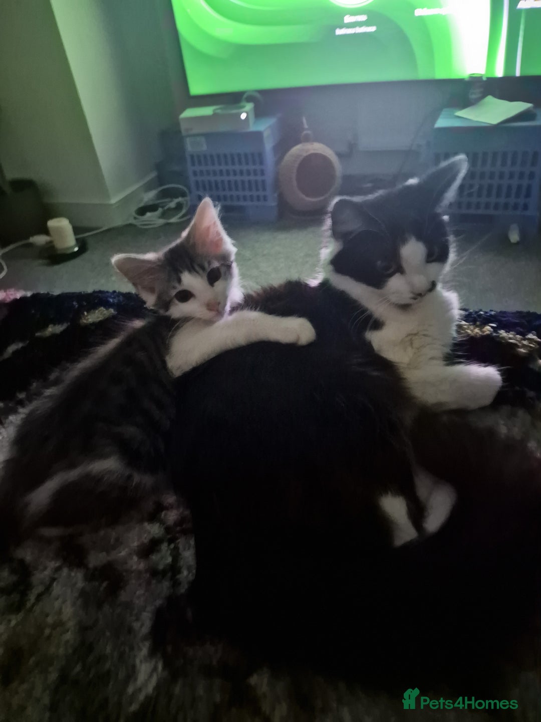 Mixed Breed cats for sale: Selling kitten - Advert 2