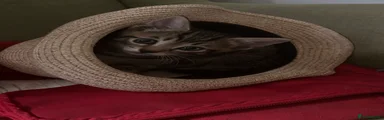Domestic Shorthair 1