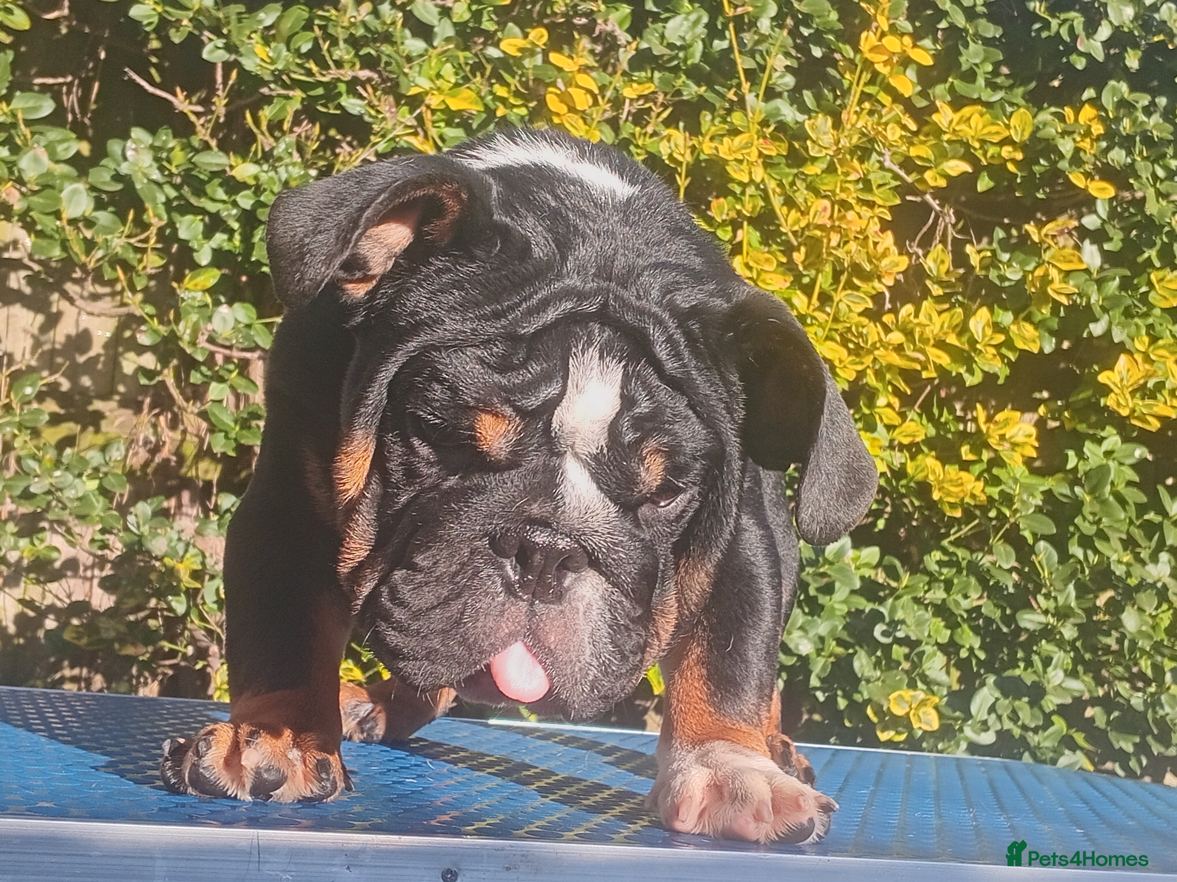 English Bulldog dogs  PEDIGREE MINI ENGLISH BULLDOG  - Advert 2