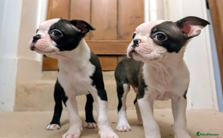 Boston Terrier dogs - Advert 1
