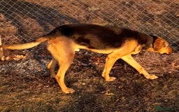 Mixed Breed dogs for sale: Baxter needs loving home  - Image 9