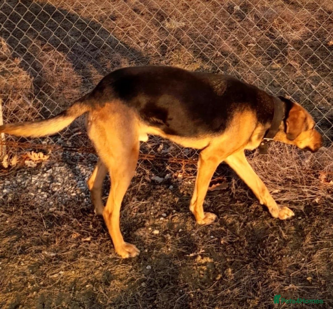 Mixed Breed dogs for sale: Baxter needs loving home  - Image 9