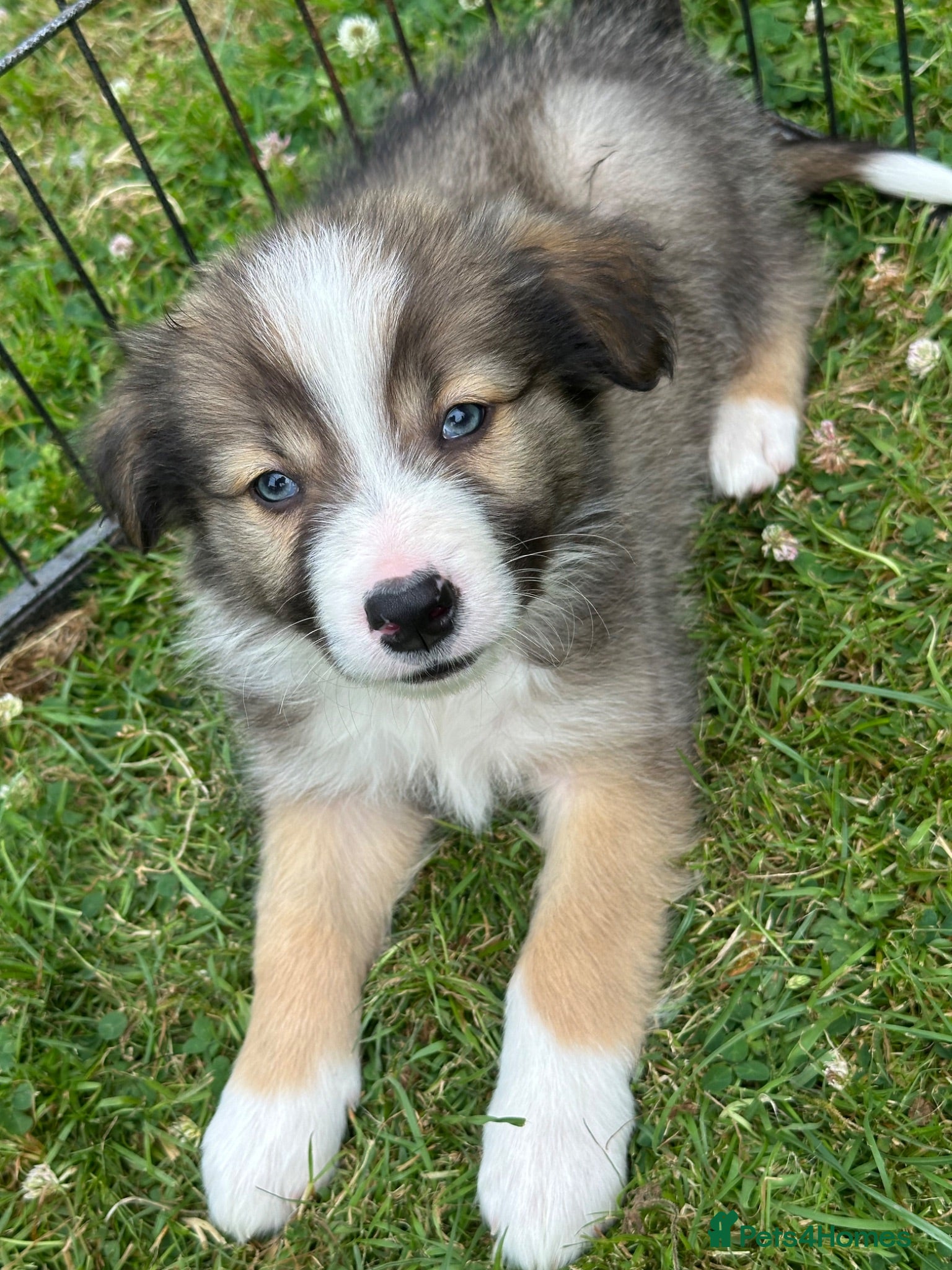 Border Collie dogs Stunning border collie pups  - Advert 1