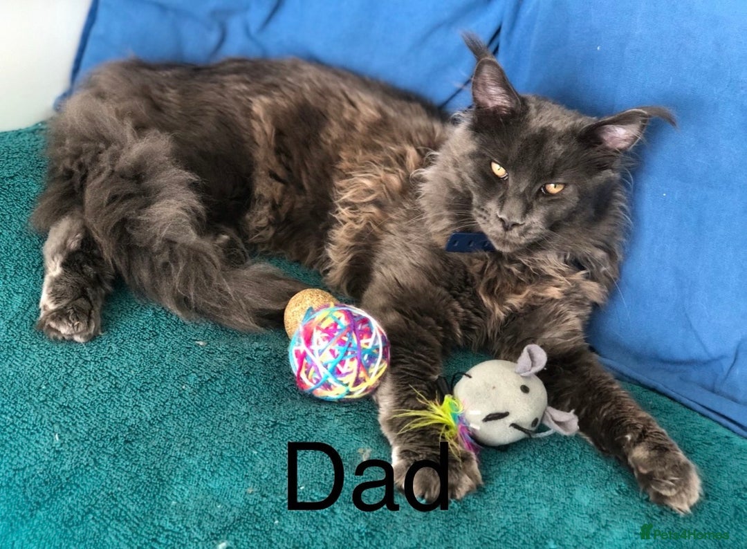 Maine Coon cats for sale: XXL  Ready Now TICA pure bread Maine Coon Kittens  - Image 38