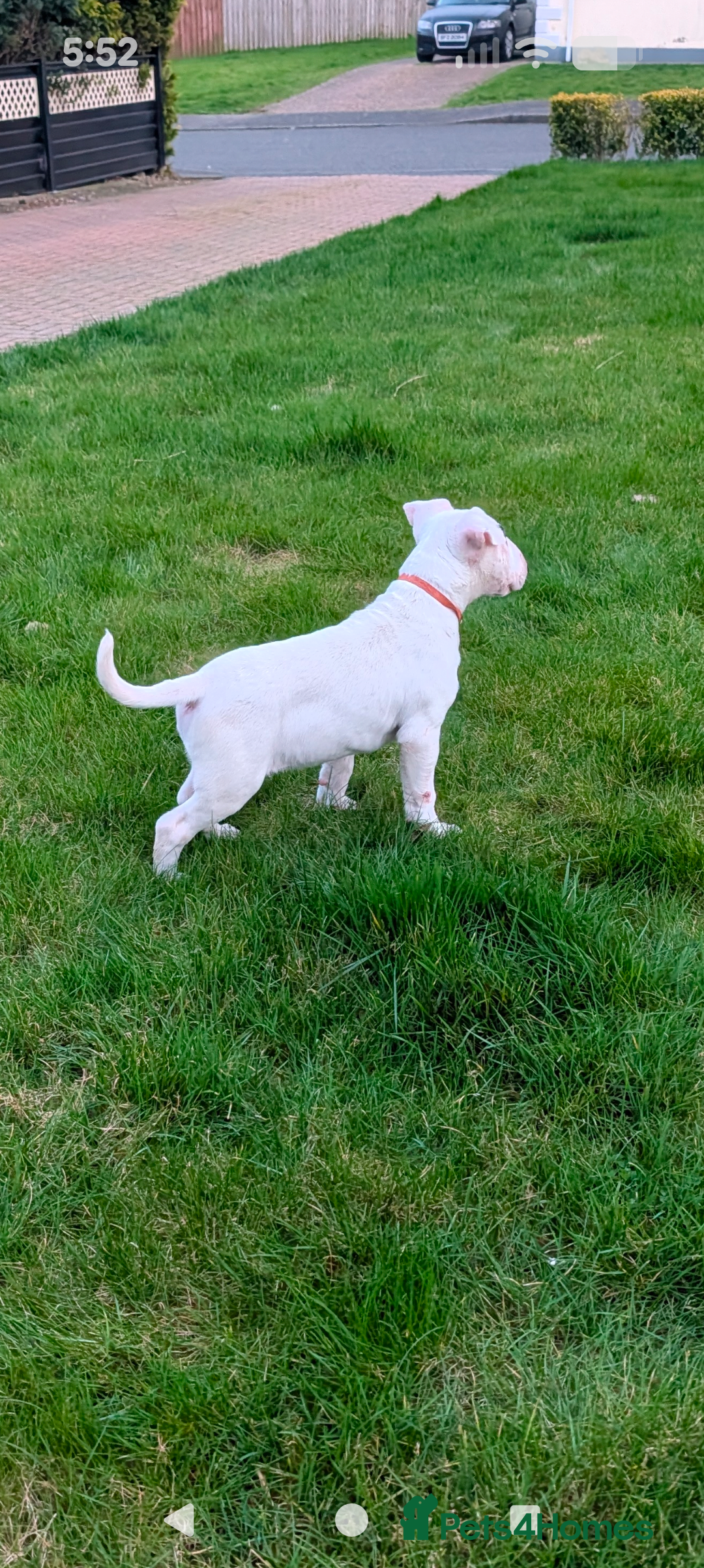 English Bull Terrier dogs English bull terrier pups - Advert 2