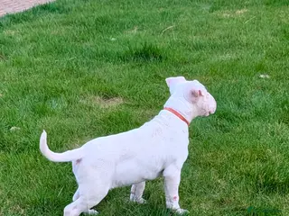 English Bull Terrier dogs English bull terrier pups - Advert 2