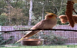 Cockatiels birds for sale: Breeding Pair of Cockatiels - Image 4