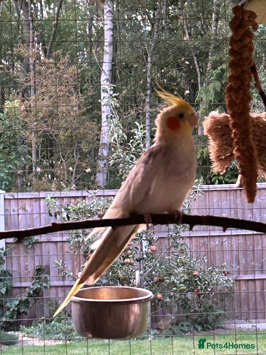 Cockatiels birds for sale: Breeding Pair of Cockatiels - Image 4