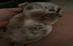 Miniature Dachshund dogs for sale: KC  miniature  dachshunds  - Image 9