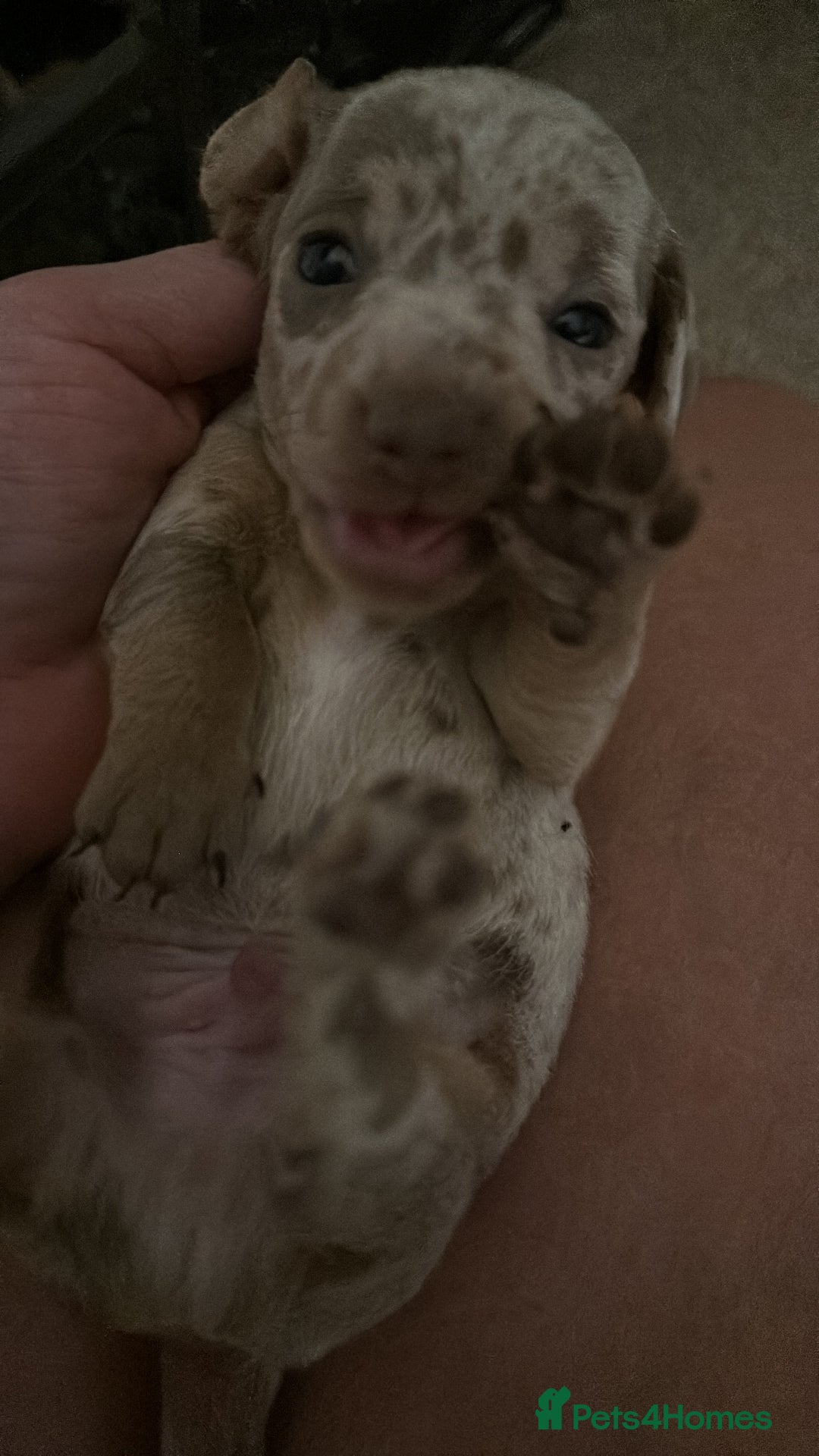 Miniature Dachshund dogs for sale: KC  miniature  dachshunds  - Image 9