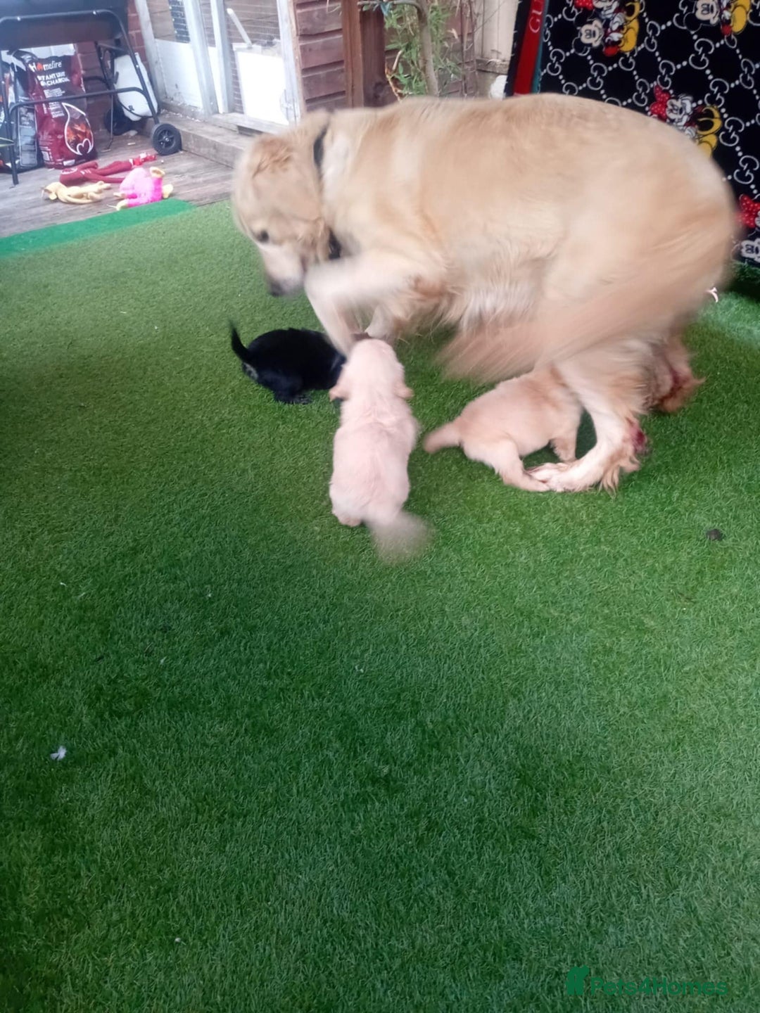 Goldendoodle dogs for sale: 🥰READY NOW GOLDENDOODLES🥰 - Image 12