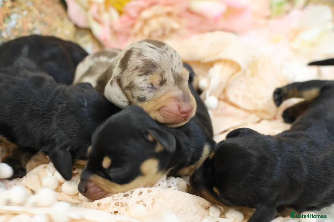 Miniature Dachshund dogs for sale: KC Miniature Dachshund Puppies - Advert 3