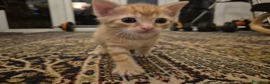 Ginger boy 1 