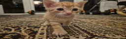 British Shorthair cats for sale: Beautiful kittens - Advert 15
