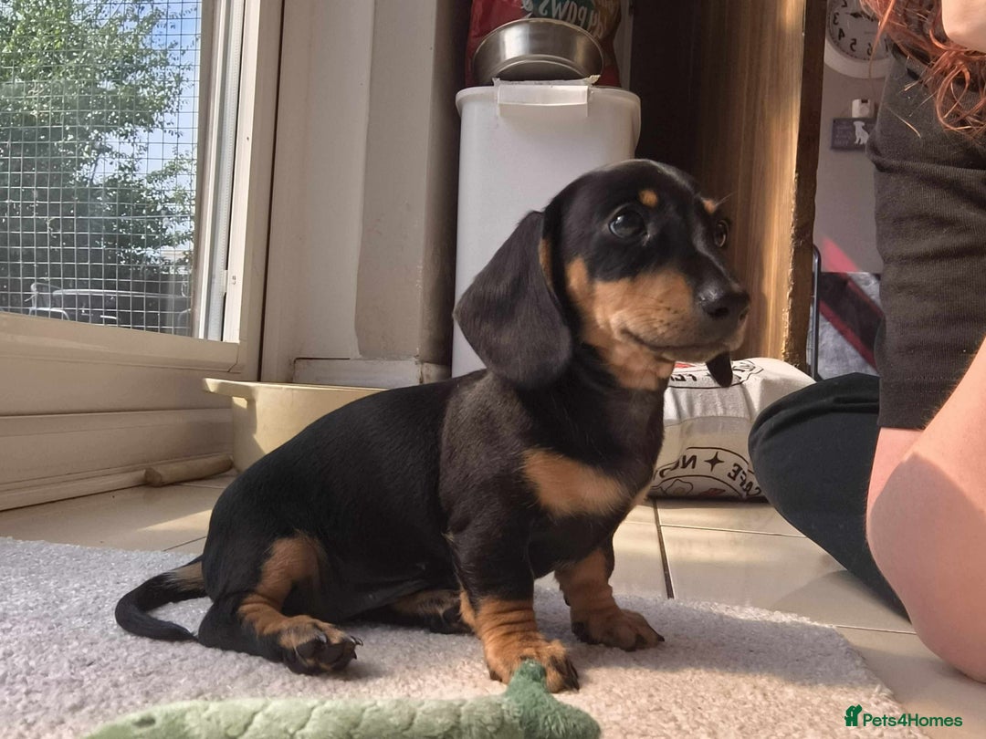 Miniature Dachshund dogs for sale: KC Miniature Dachshund - Image 9