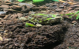 Frog reptiles for sale: Pac-Man frog with enclosure - Image 2
