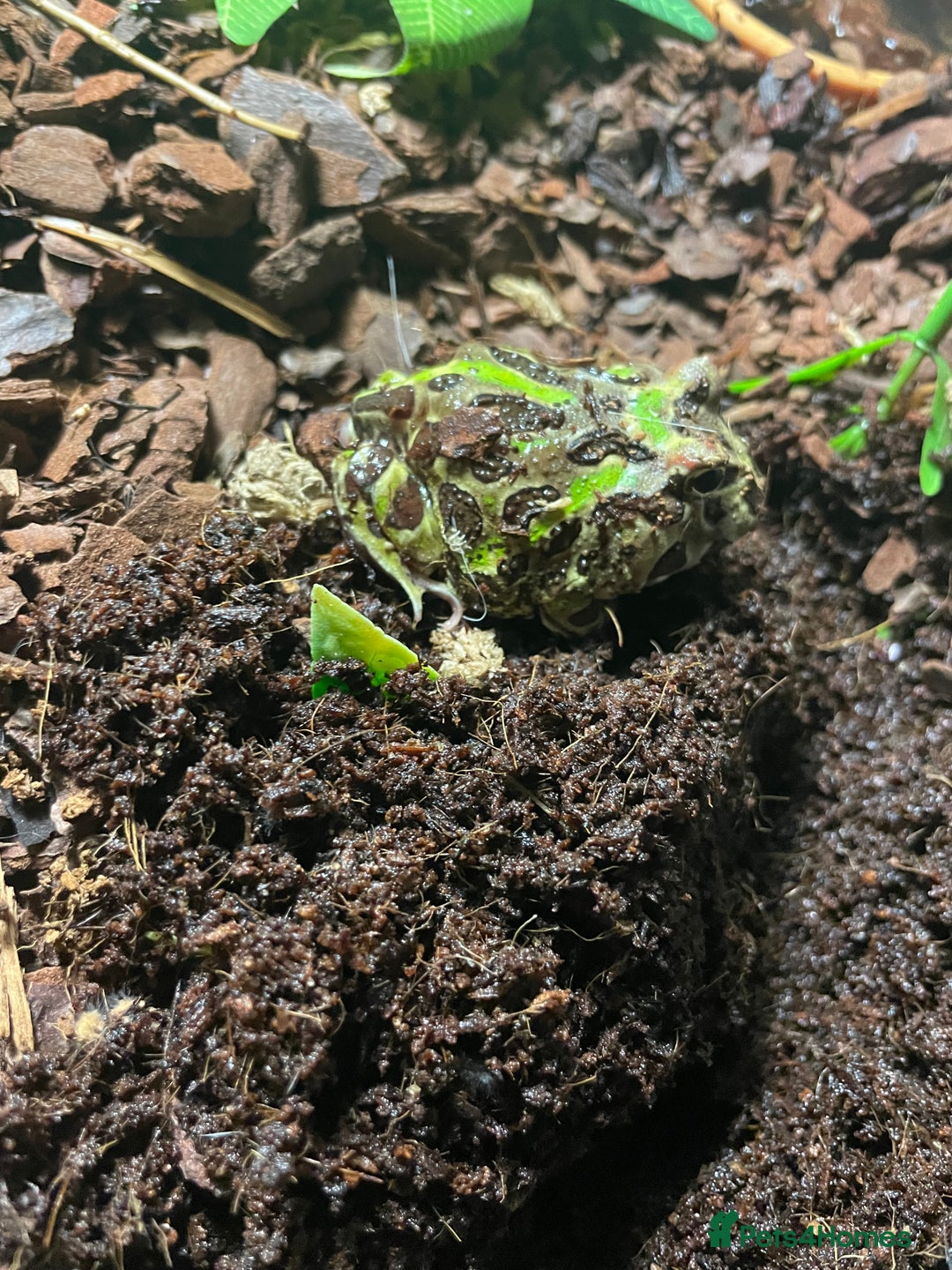Frog reptiles for sale: Pac-Man frog with enclosure - Image 2