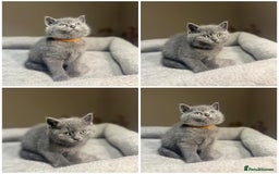 British Shorthair cats for sale: Grey British Shorthair - Advert 2