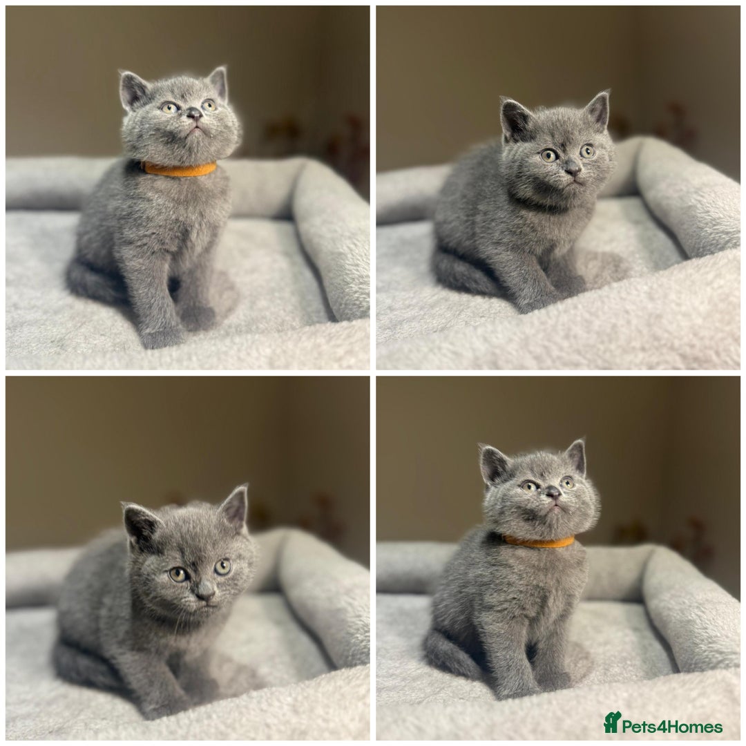 British Shorthair cats for sale: Grey British Shorthair - Advert 2