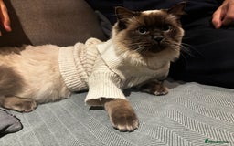 Ragdoll cats for stud: Beautiful and gentle Ragdoll for stud  - Image 2