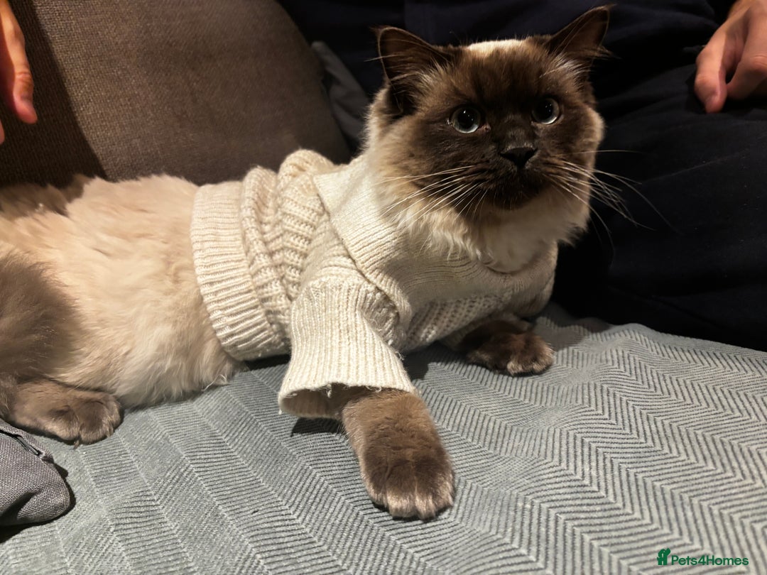 Ragdoll cats for stud: Beautiful and gentle Ragdoll for stud  - Image 2
