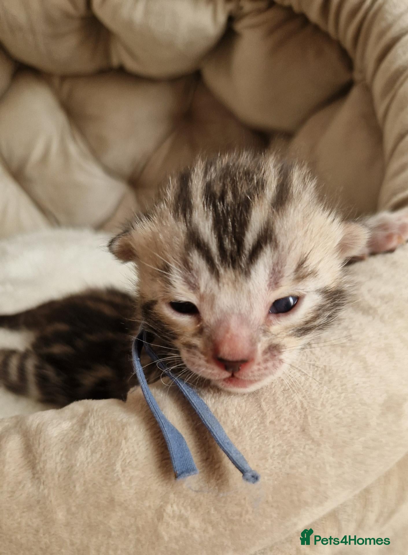 Bengal cats  Purebred TICA Registered Bengal Kittens 🐾 - Advert 2