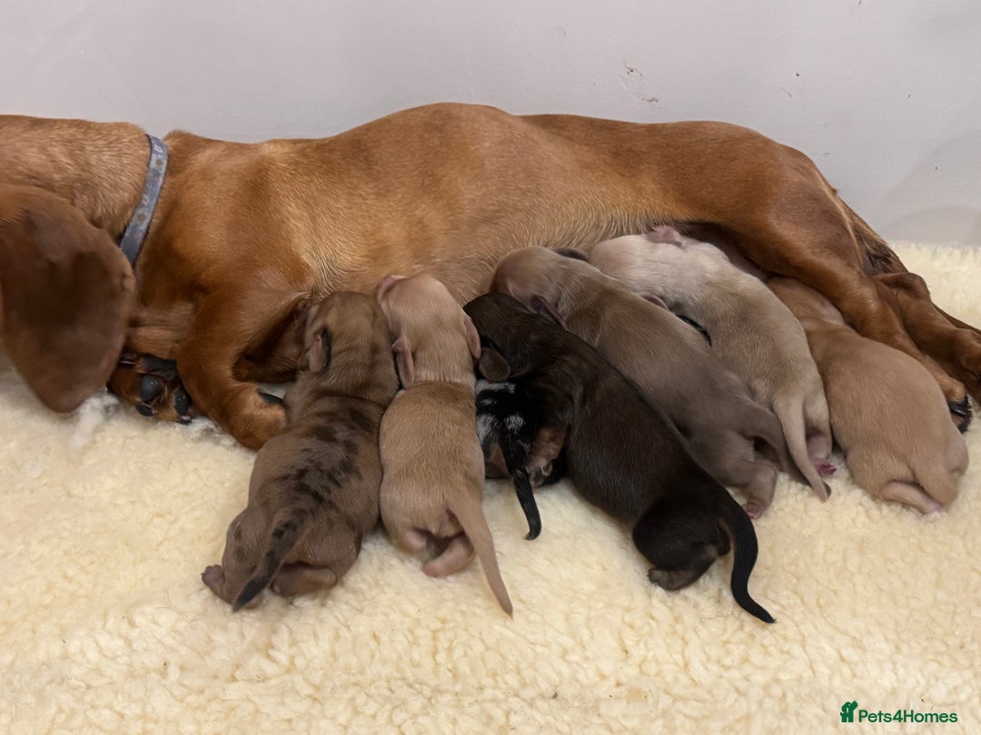 Miniature Dachshund dogs for sale: Daschund puppies  - Image 7