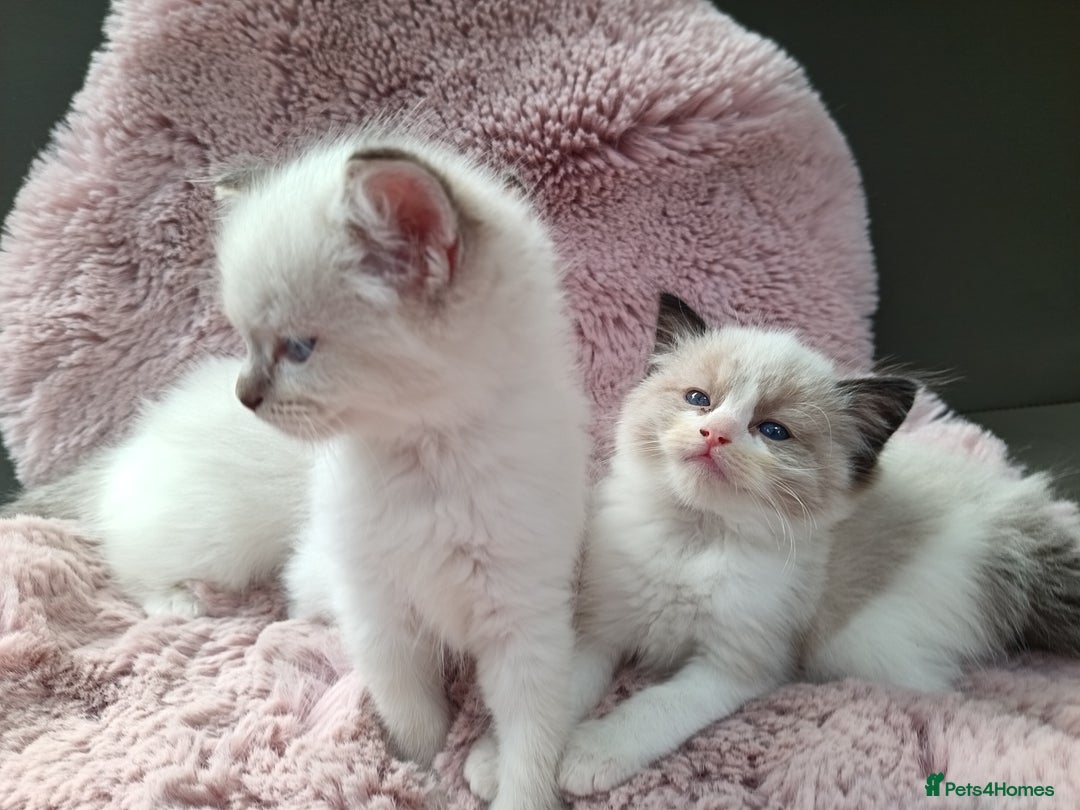 Ragdoll cats for sale: ***Ready Now Ragdoll Boys Ready For New Homes. - Image 12
