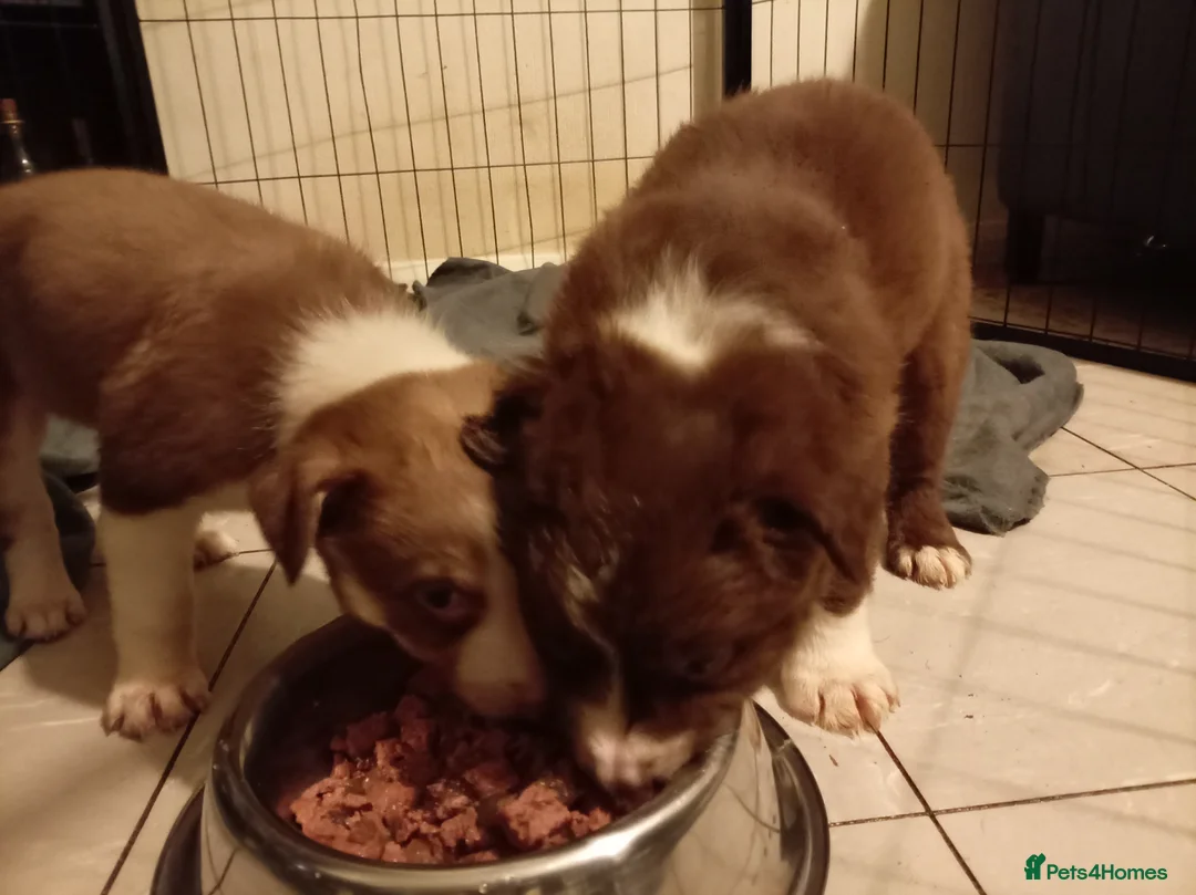 Welsh Collie dogs for sale: Tri colour Welsh sheepdog - Advert 3