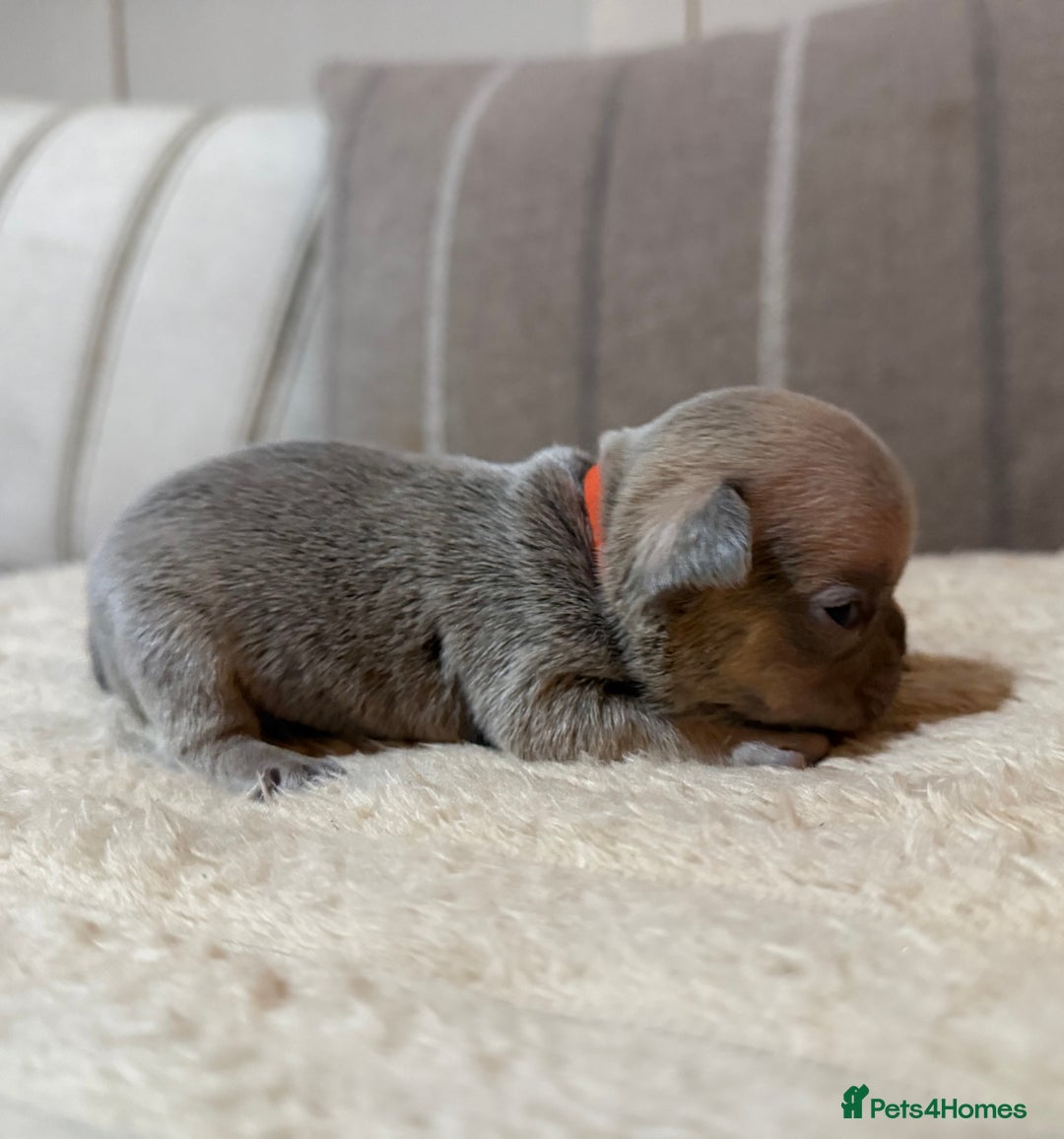 French Bulldog dogs for sale: French bulldog puppies - Advert 9