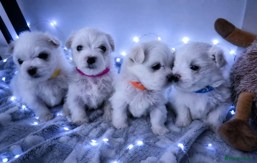 Maltese dogs for sale: 🐶4 Beautiful Maltese Puppies – 3 Boys & 1 Girl - Advert 2