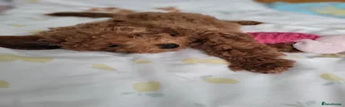 Toy Poodle Puppy 5