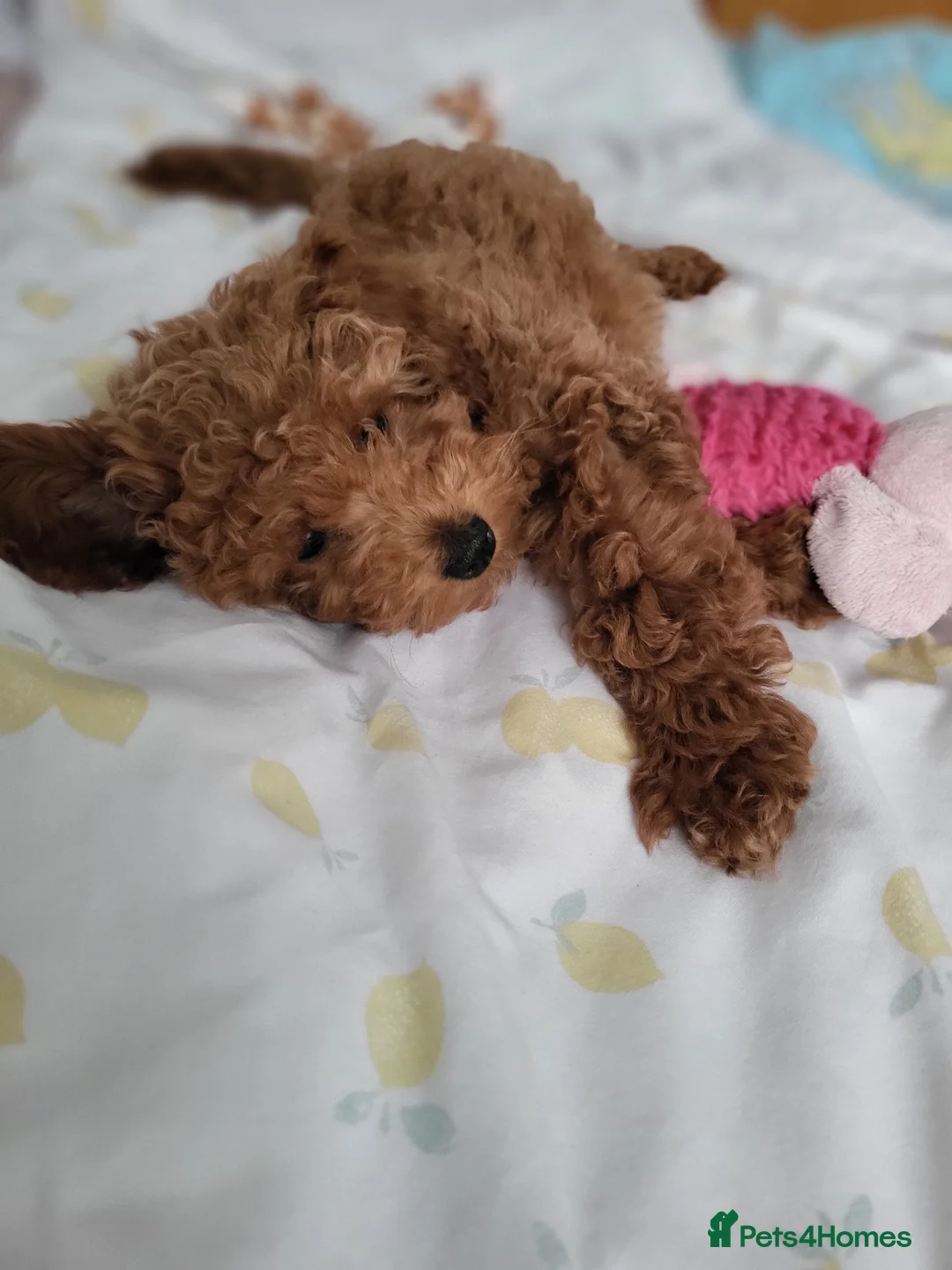Toy Poodle dogs for sale: Adorable TOY POODLE pups - Advert 2