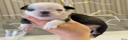 Pug dogs for sale: Kc registered Pugs - Advert 36