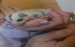 Sugar Glider rodents for sale: Female joey platinum mosiac - Image 1
