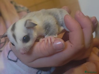 Sugar Glider rodents - Advert 4