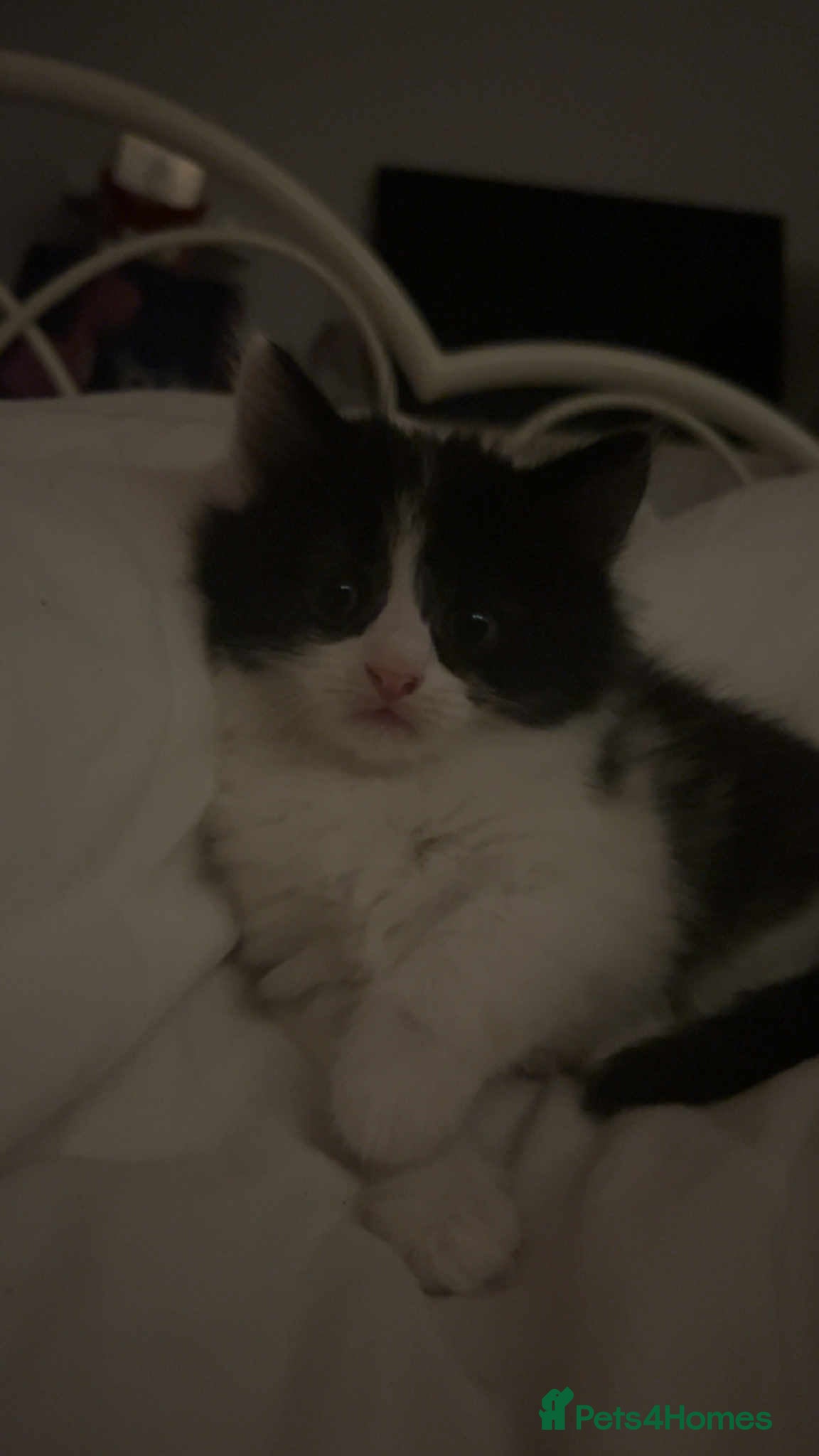 Mixed Breed cats Beautiful kittens long hair  - Advert 6