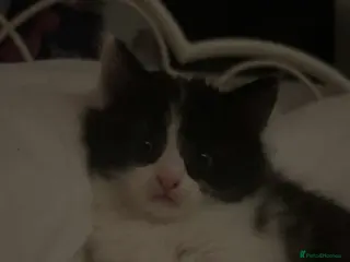 Mixed Breed cats Beautiful kittens long hair - Advert 6