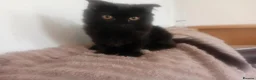 Russian Blue cats for sale: Uniqe russian blue/scottish fold mix - Advert 26