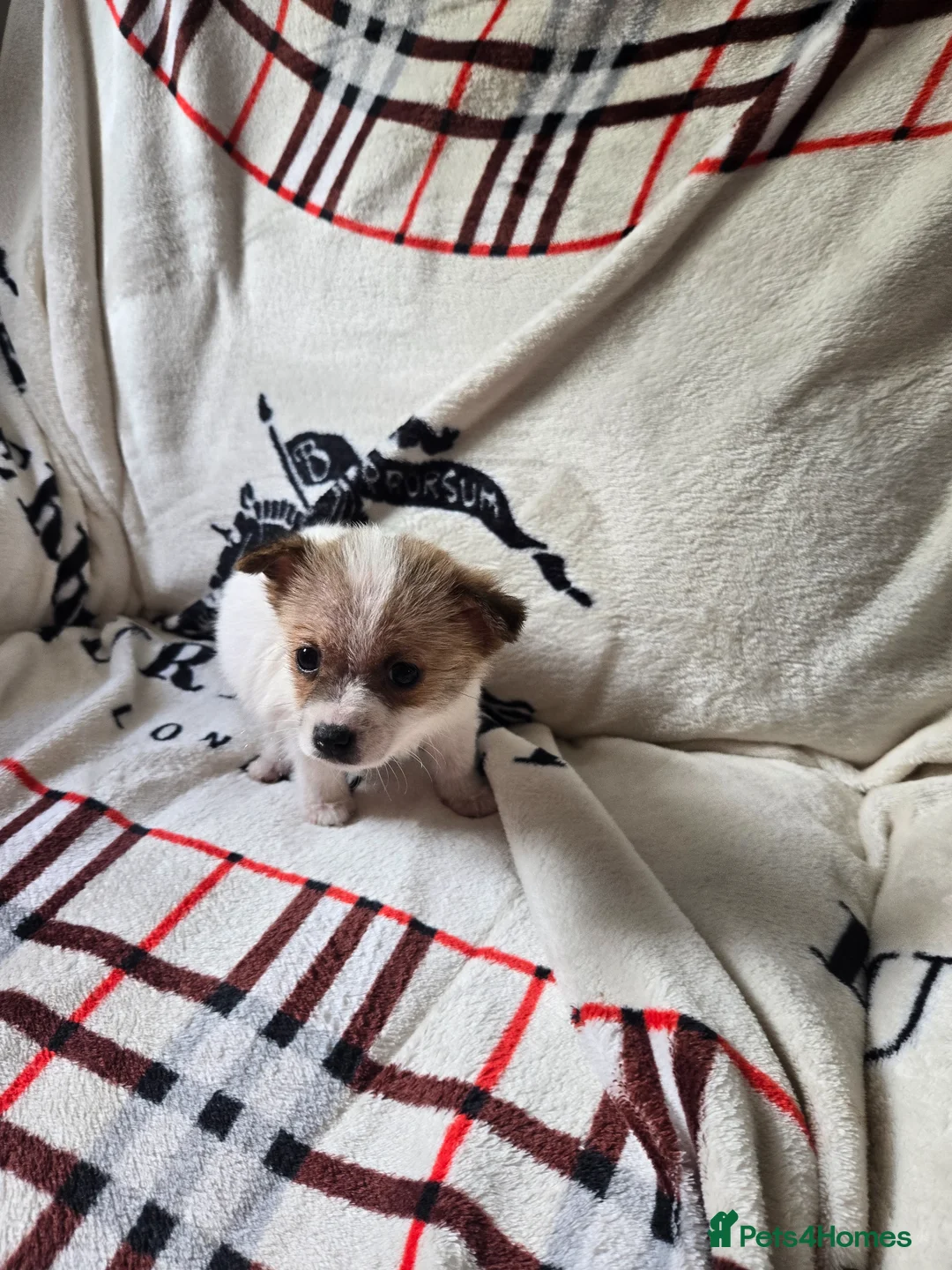 Jack Chi dogs for sale: Stunning chihuahua x jack russell pups - Advert 2
