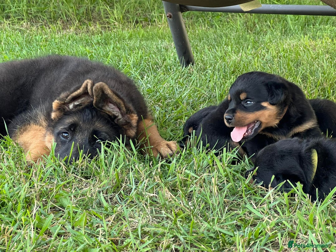 Rottweiler dogs for sale: 📅Healthy&Well-Socialised Rottweiler Pups📍 - Image 2