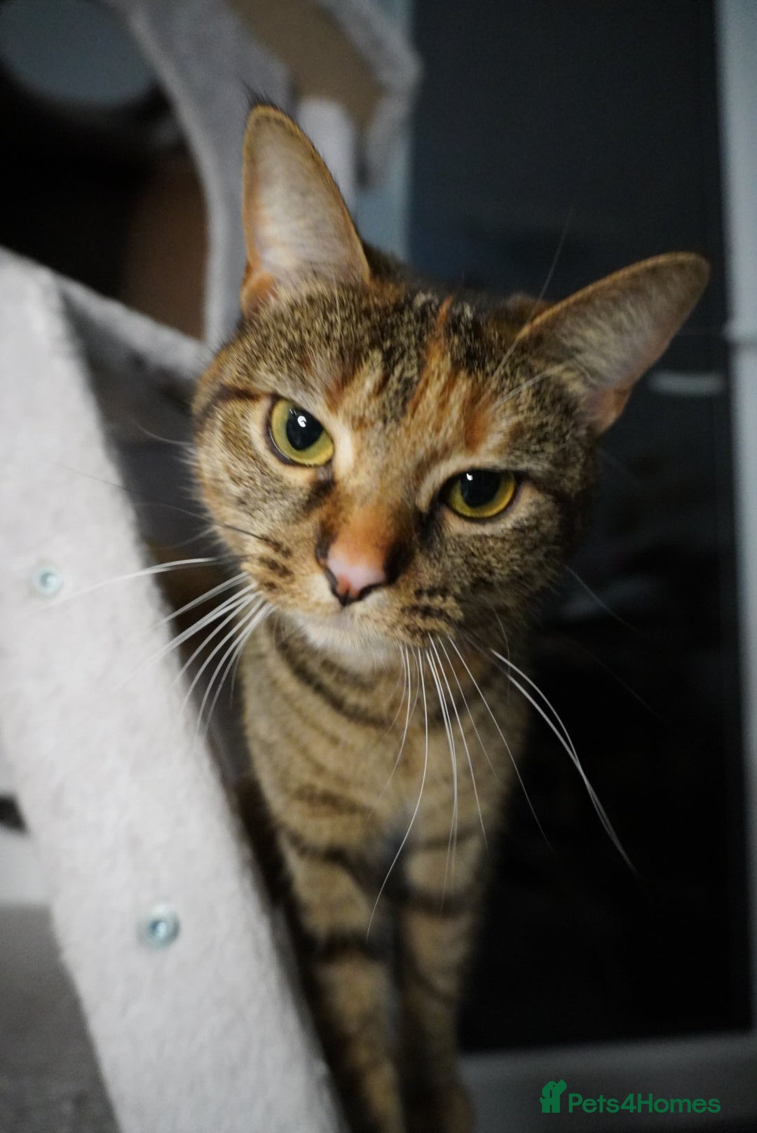 British Shorthair cats for sale: Britishshort hair and a tabby  - Advert 8